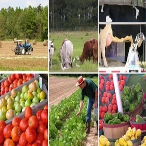 Volumul producției agricole pentru 9 luni curent