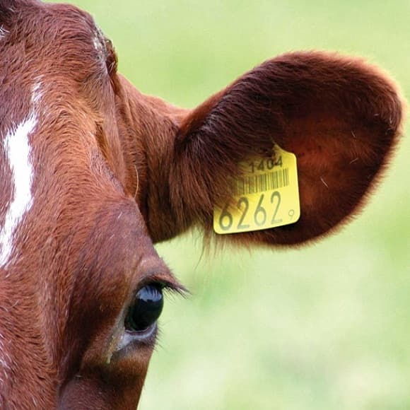 Paşaportizarea animalelor în Republica Moldova