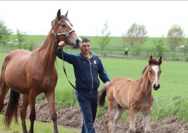 В Гагаузии призывают не приватизировать чадыр-лунгскую конеферму