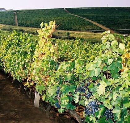 Zilierii au devenit plătitori la BASS