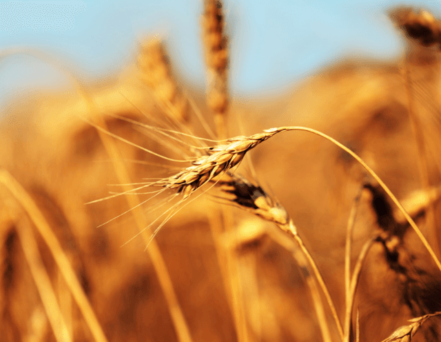 Producătorii de grâu sunt deciși să organizeze proteste, dacă se va menține prețul scăzut de achiziție a cerealelor