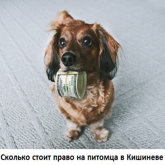 В Кишиневе владельцев собак могут освободить от местного сбора