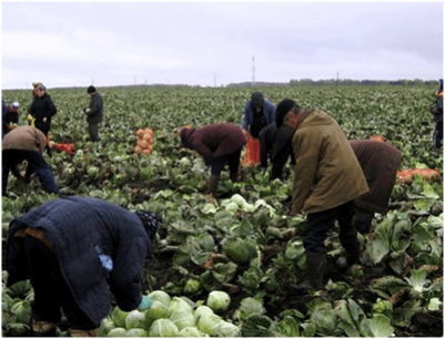 Agricultorii cer soluţii încă pentru 2 probleme