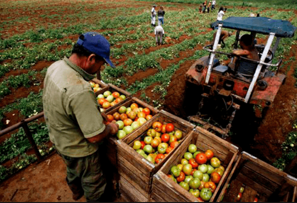 Agricultorii nu pot valorifica niciun cent din creditul polonez