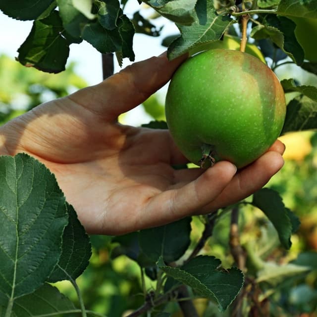 Оплата труда поденщиков не будет облагаться взносами ОГСС и ОМС