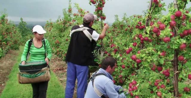 Pomicultorii moldoveni au învăţat din experienţa polonezilor