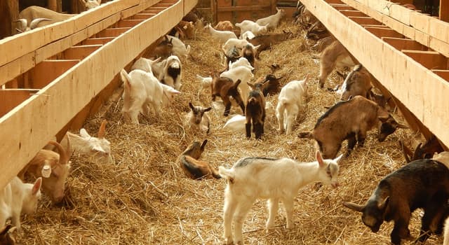 AIPA a demarat procesul de autorizare a plăților directe pe cap de animal