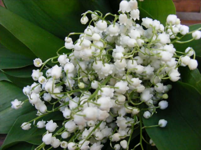 La mulți ani, ODIMM!