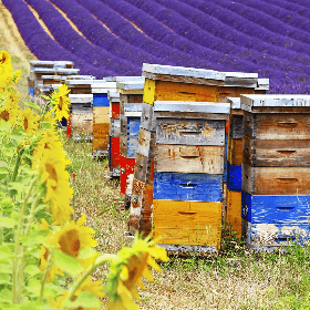 Obligația de notificare reciprocă pentru producătorii agricoli și apicultori