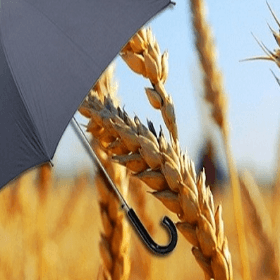 Executivul susține, cu unele ajustări, modificările la Legea privind gospodăriile țărănești