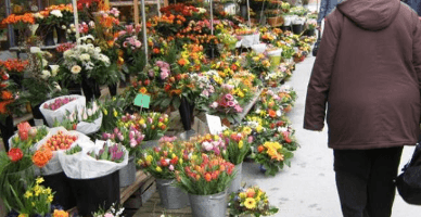 SFS atenționează că va monitoriza la 1 septembrie activitatea de comerț cu flori 