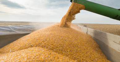 Analiza macroeconomică a stării sectorului cerealier din RM și perspectivele de dezvoltare pe termen scurt și lung