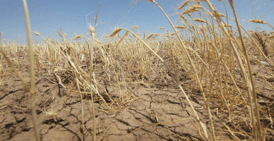 Оптимизированы условия приемлемости для предоставления антикризисной помощи фермерам