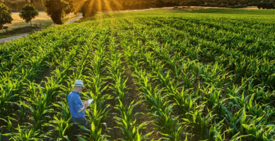 Precizările Serviciului Fiscal de Stat aferent Programului de rambursare a TVA pentru producătorii agricoli