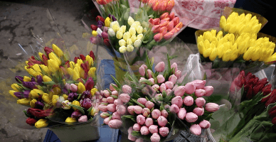 Monitorizarea contribuabililor care activează în domeniul comerțului cu flori și Horeca