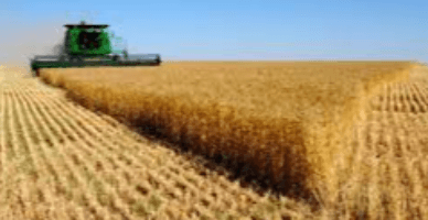 Volumul producției globale agricole, în creștere