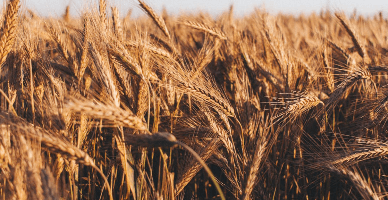 Fermierii afectați de secetă pot depune cererile pentru solicitarea ajutorului financiar