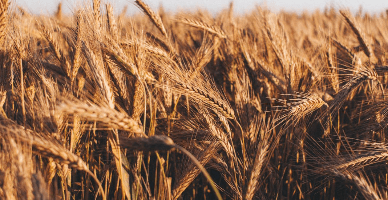 Fermierii afectați de secetă pot depune cererile pentru solicitarea ajutorului financiar