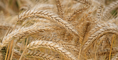 Fermierii afectați de secetă pot depune cererile pentru a beneficia de material semincer de grâu