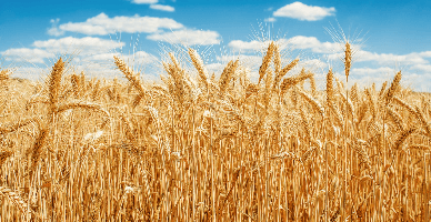 В Молдове появится сеть региональных сельскохозяйственных палат и одна национальная