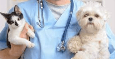 TVA  în cazul serviciilor veterinare