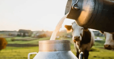 Din 15 august pot fi depuse cereri pentru solicitarea unor plăți directe în sectorul zootehnic