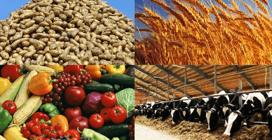 Activitatea agricolă în ianuarie-septembrie 2025