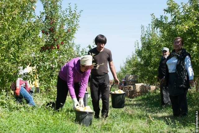 О социальном и медицинском страховании сезонных работников