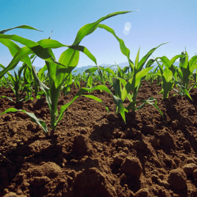 În țara noastră va fi creată o instituție ce va acorda asistență fermierilor