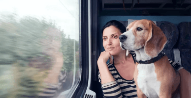 Regulile de călătorie cu animale de companie